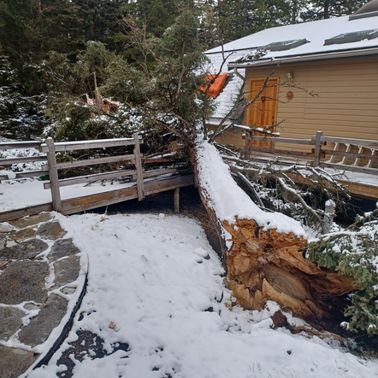Large fallen tree on the walkway of a snow-covered cottage