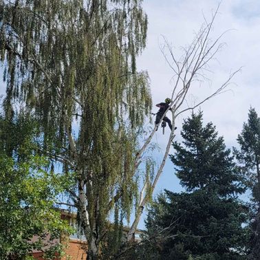 Arborist in protective gear cutting a wild branch with an electric saw