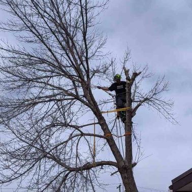 Arborist tying branches with strong ropes to ensure safety